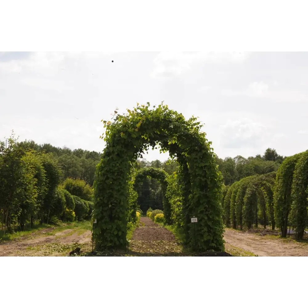 Липа мелколистная ø220 h320 см Santreyd STLM-2029970