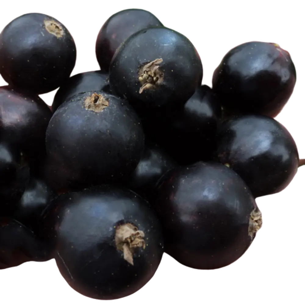 Смородина чёрная «Обыкновенное чудо» C3 высота 40-60 см ВСЕ В САД STLM-2186496