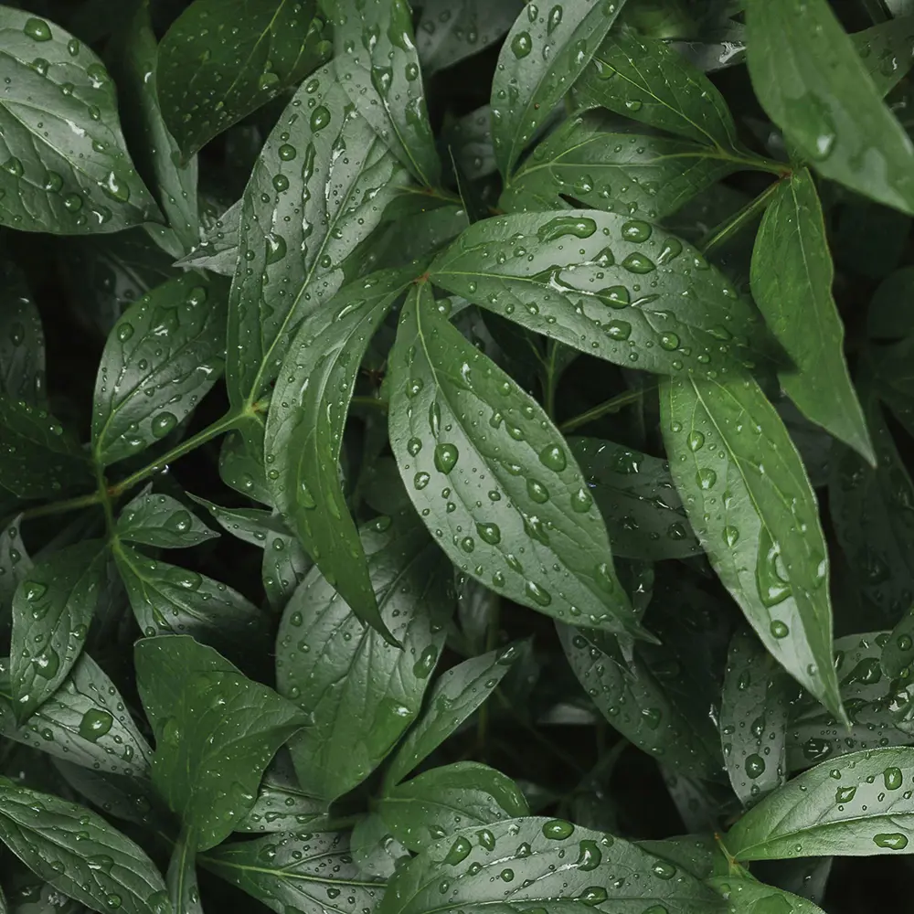 Стеновая панель Botanical Gar 240x0.4x60 см АКП цвет зеленый ALUMOART STLM-2065918