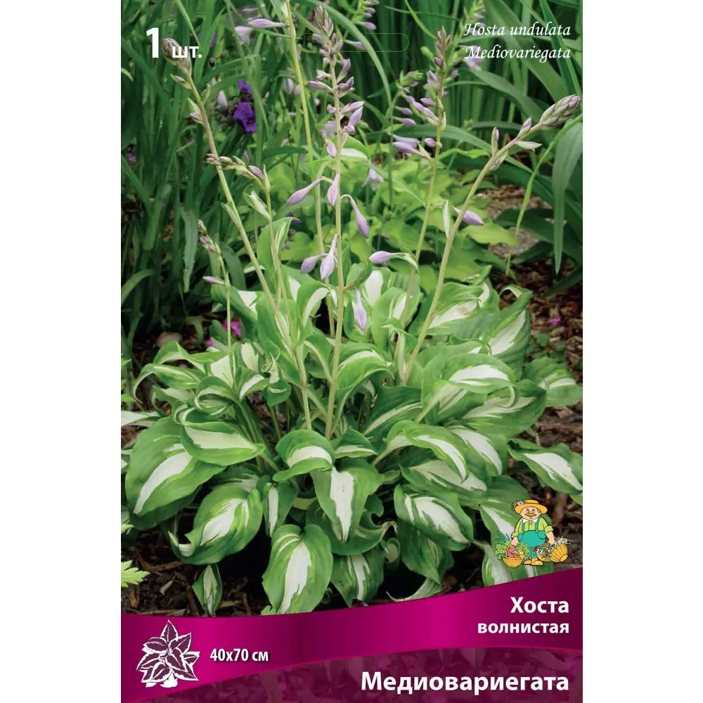 Хоста волнистая «Медиовариегата» разбор I Santreyd STLM-2192531