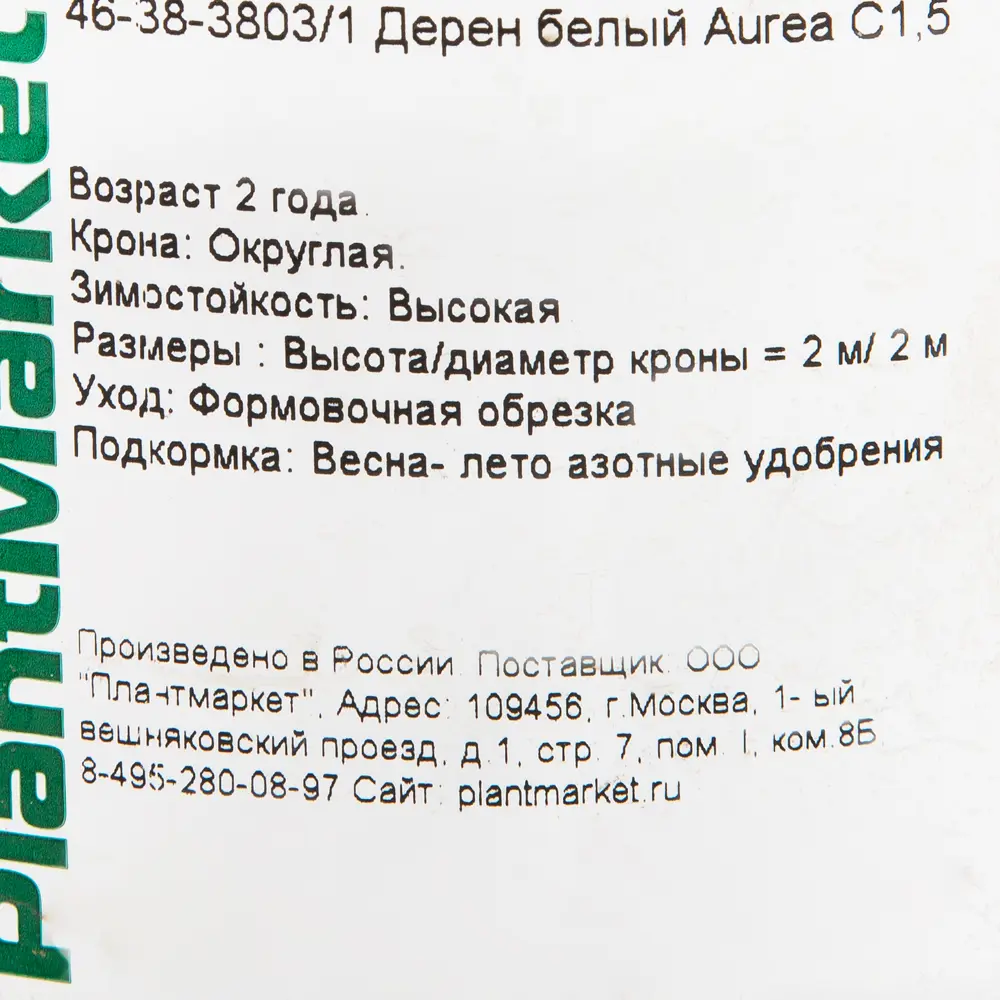 Дерен белый «Ауреа» C1.5 82174047 STLM-2023319 PLANTMARKET  - Вид №1