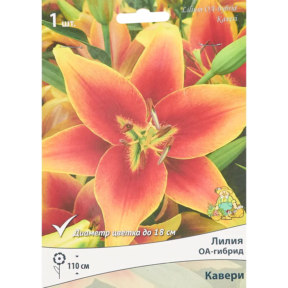 Лилия оа-гибрид Кавери 85205730 STLM-2140468 ПОИСК 