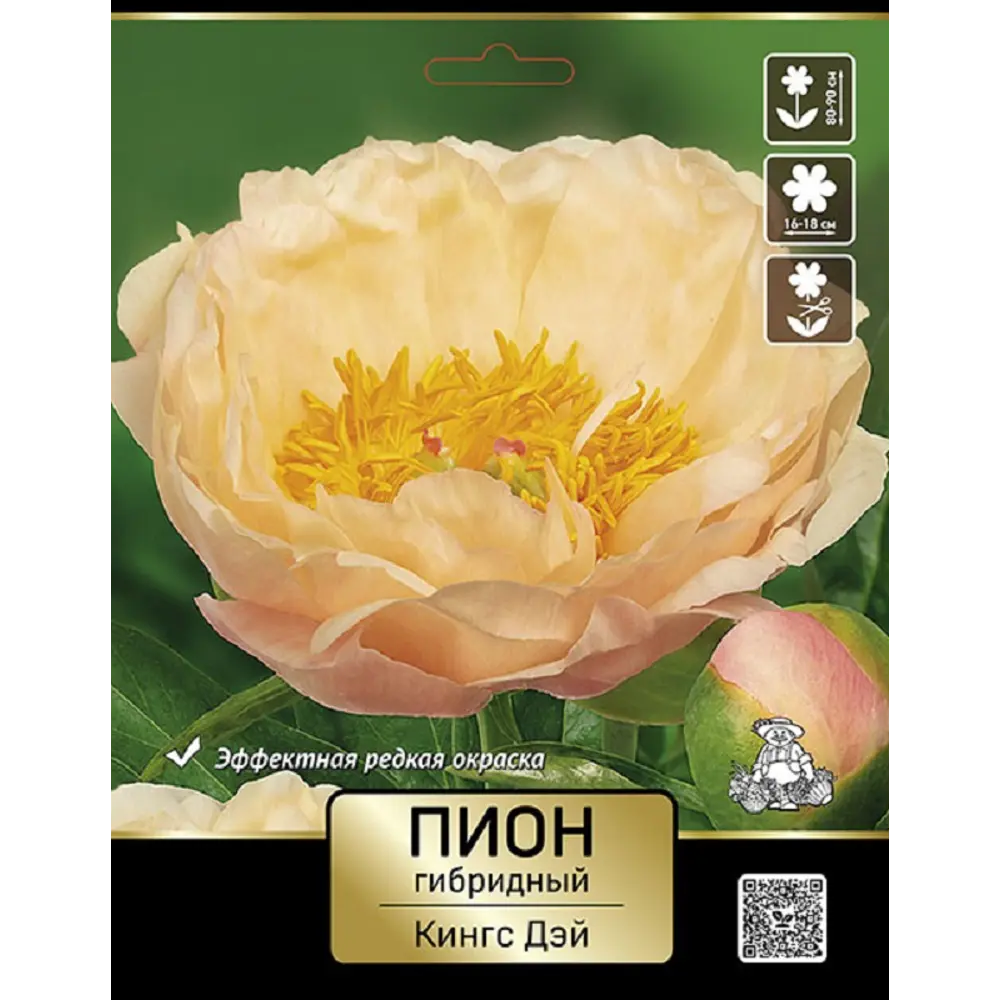 Пион гибридный Кингс Дэй 89452232 STLM-2130619 ПОИСК 