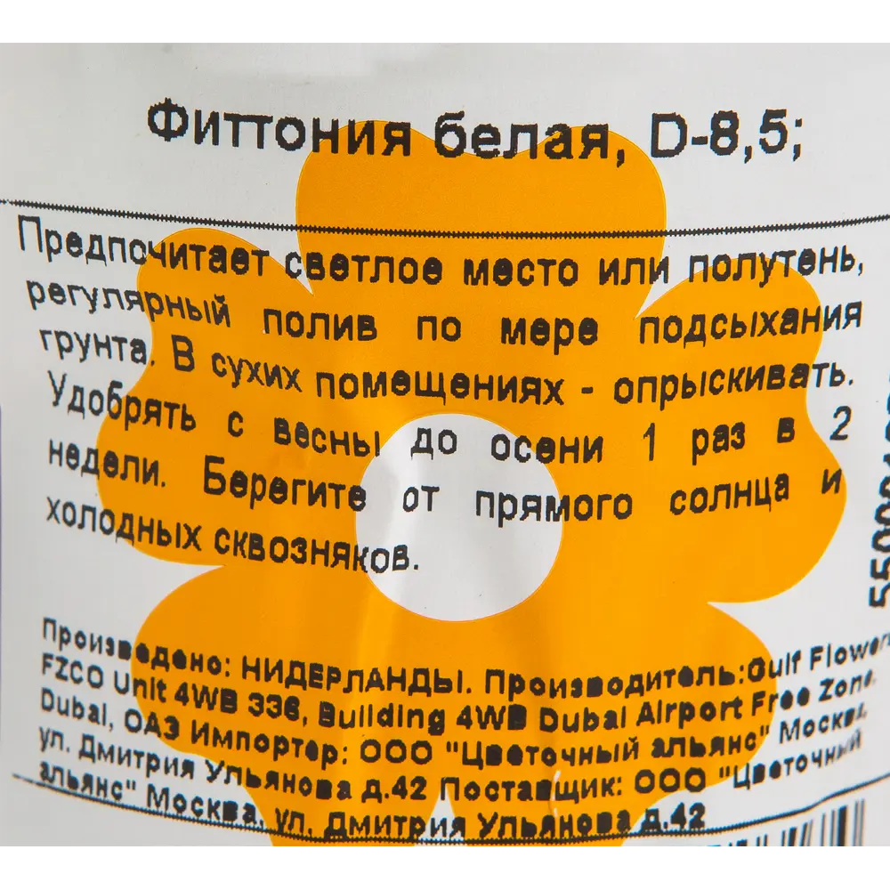 Фиттония Вайт 7х10 см 12501718 STLM-2080513 Santreyd  - Вид №2
