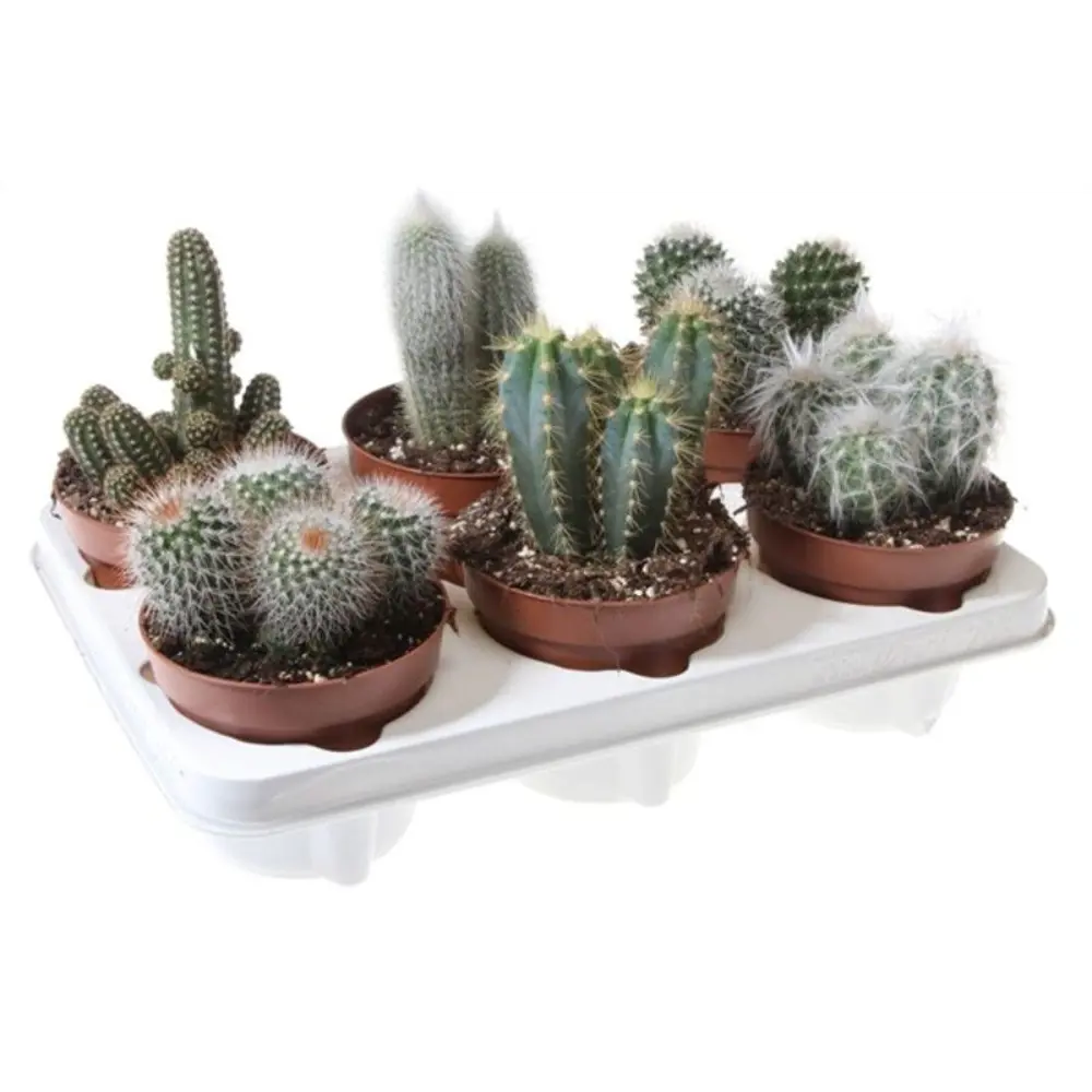 Santreyd Кактус микс в горшке 17×38 см - живой декор для интерьера 82877373 STLM-0955298 - Вид №3