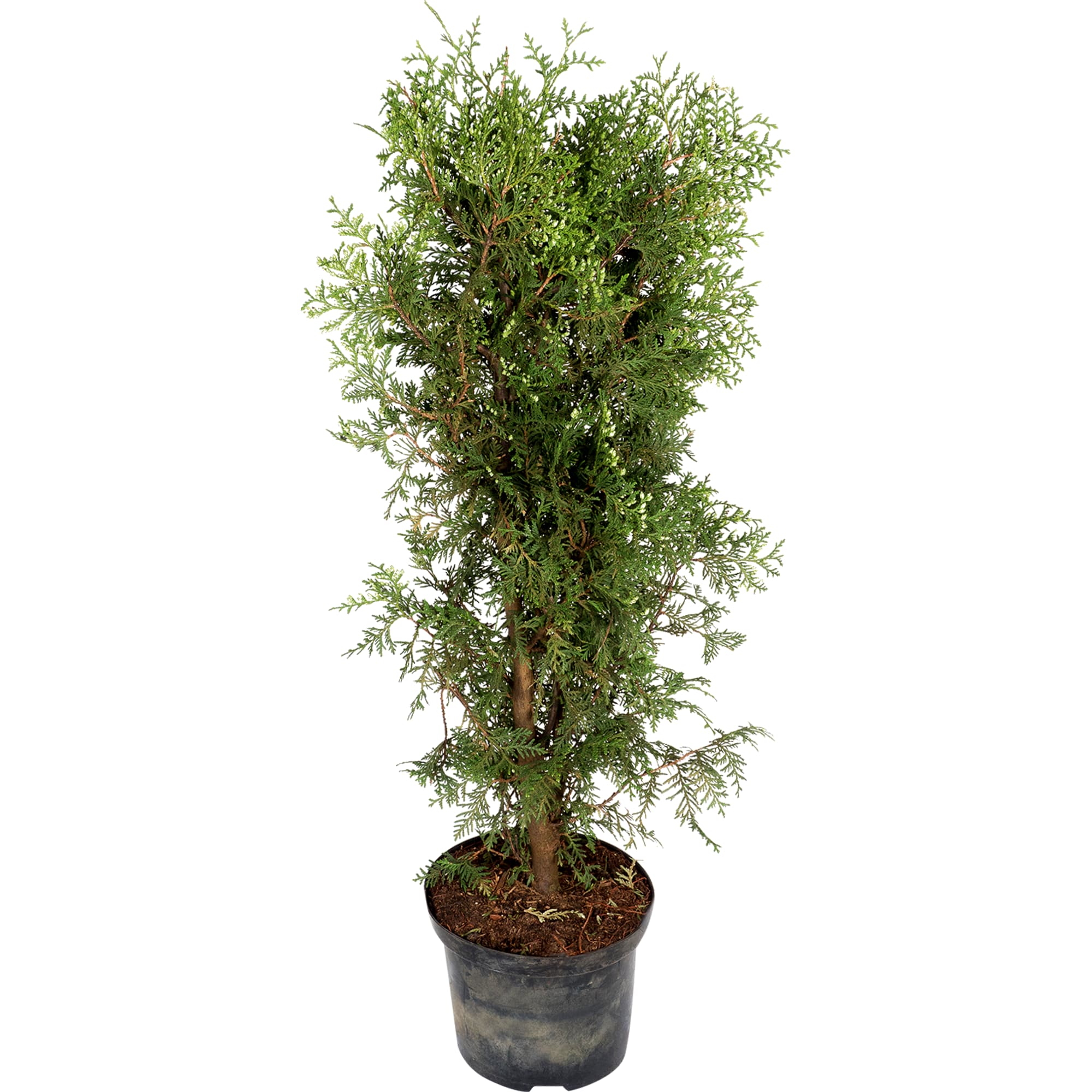 82219052 Туя западная «Брабант» 3 л h100 см Santreyd 