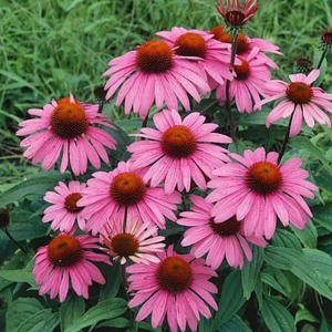 Эхинацея «Purpurea Magnus I» 13064919 STLM-2187123