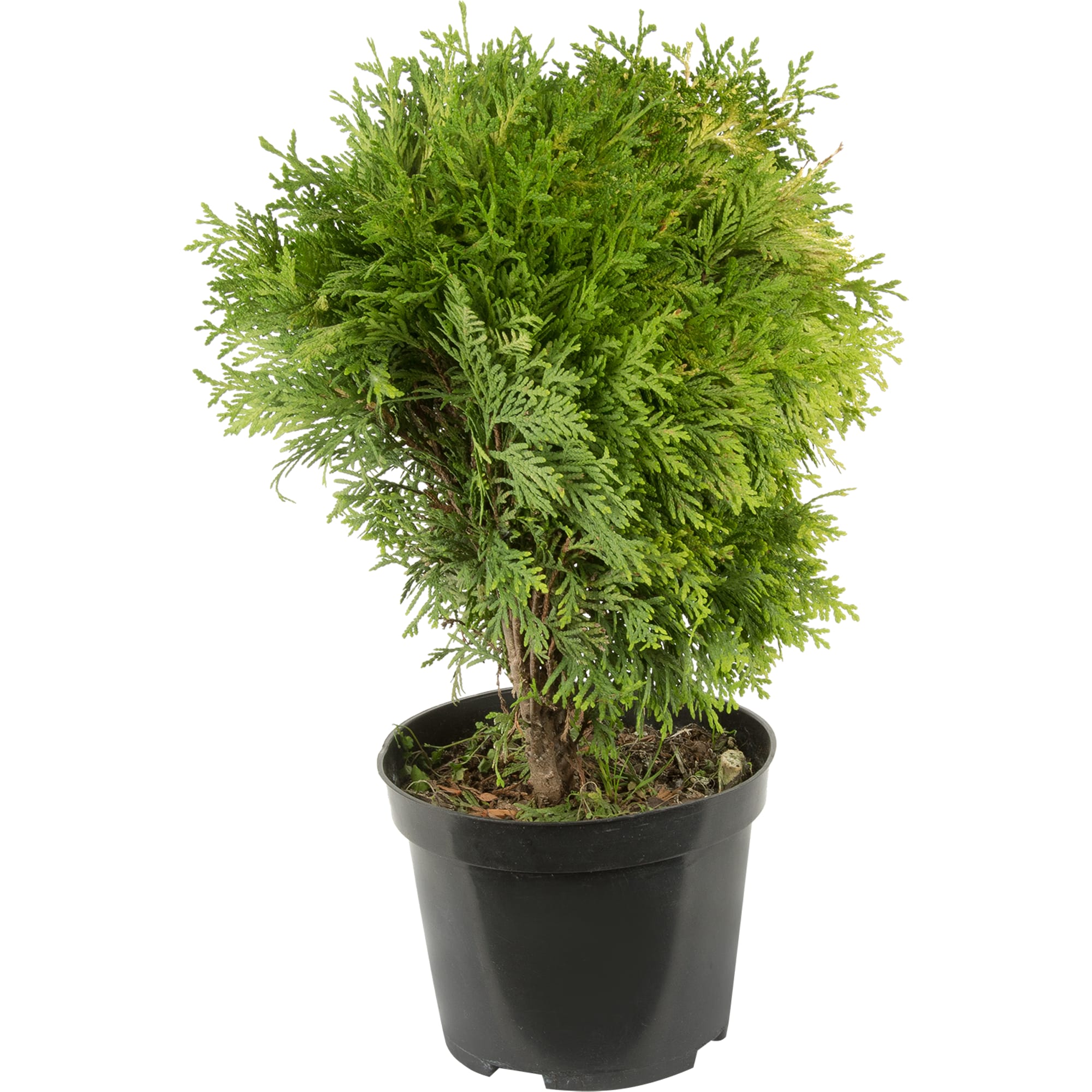 82176354 Туя западная «Мириам» 2-3 л 15-25 см Santreyd 