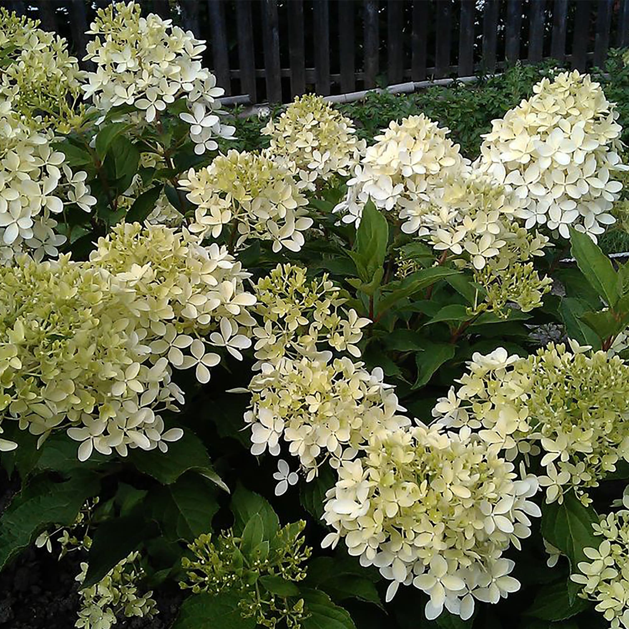 18016182 Гортензия Диамантино метельчатая, цветки крыпные, цвет белый Santreyd  - Вид №2