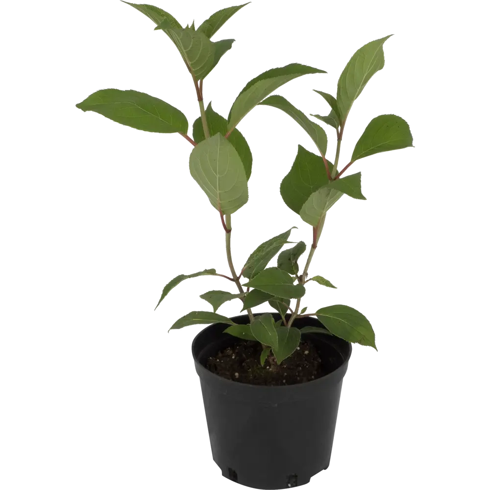 Гортензия метельчатая «Дарума» C1.5 82174054 STLM-2187574 PLANTMARKET 