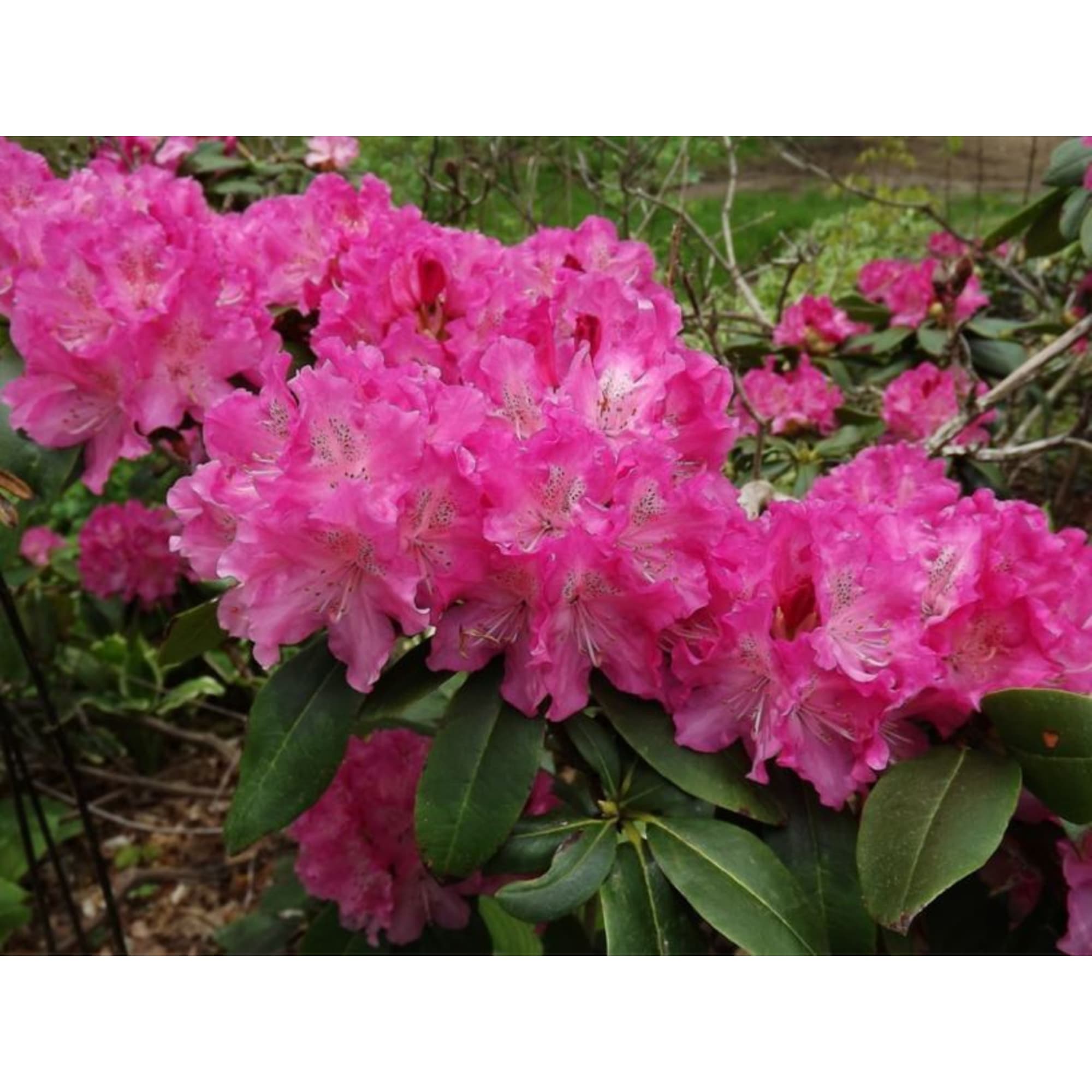 85166620 Рододендрон Флоренс Сара Смит 9 h20 см Santreyd 