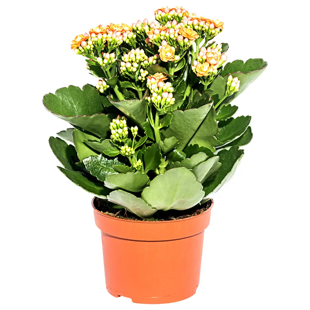 Каланхое каландива микс 10х24 см 13534052 STLM-2179839 Santreyd 
