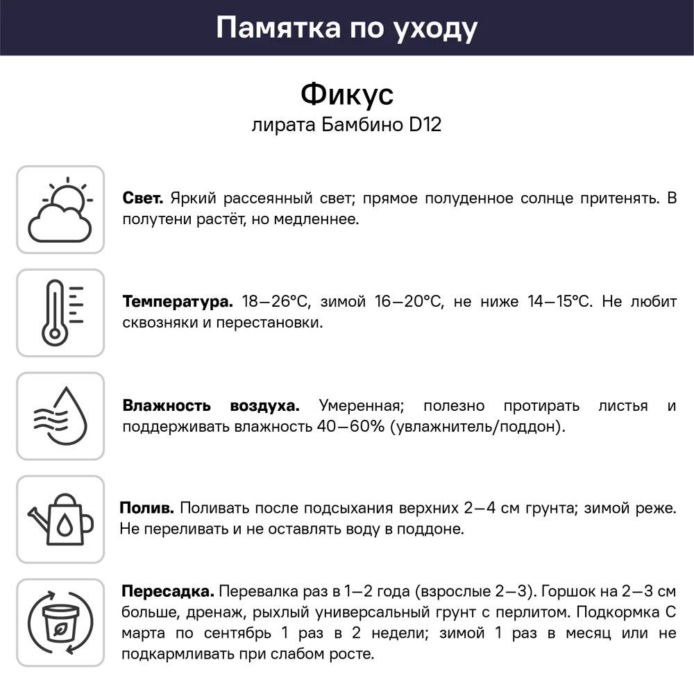 Фикус Лирата Бамбино ø12 h20 см 89421959 STLM-2145622 Santreyd  - Вид №4