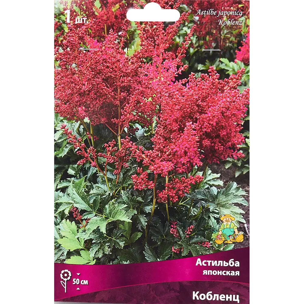Астильба японская «Кобленц», размер луковицы I Santreyd STLM-2087331