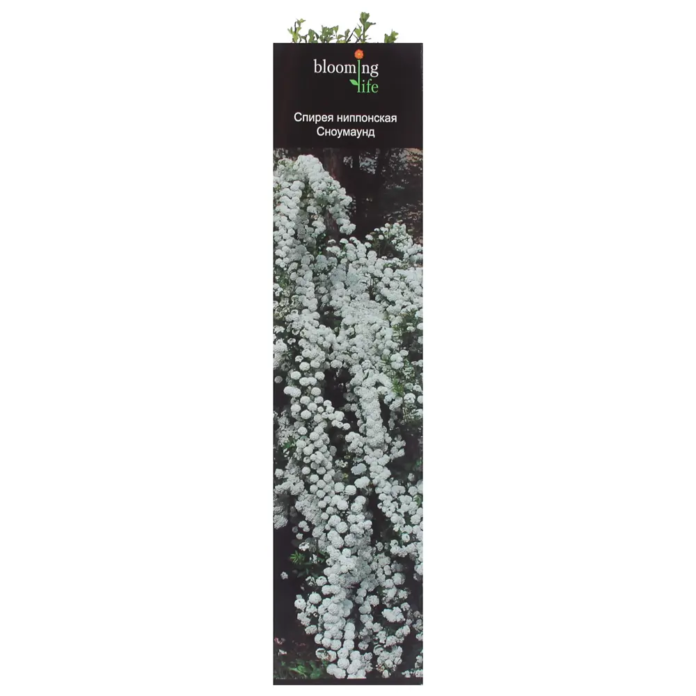 Спирея ниппоманская «Сноумаунд» (в тубе) 81948508 STLM-2145291 Santreyd 