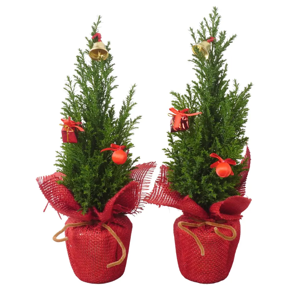 Кипарисовик Элвуда 134 ø9 h35 см 89404476 STLM-2023296 Santreyd 