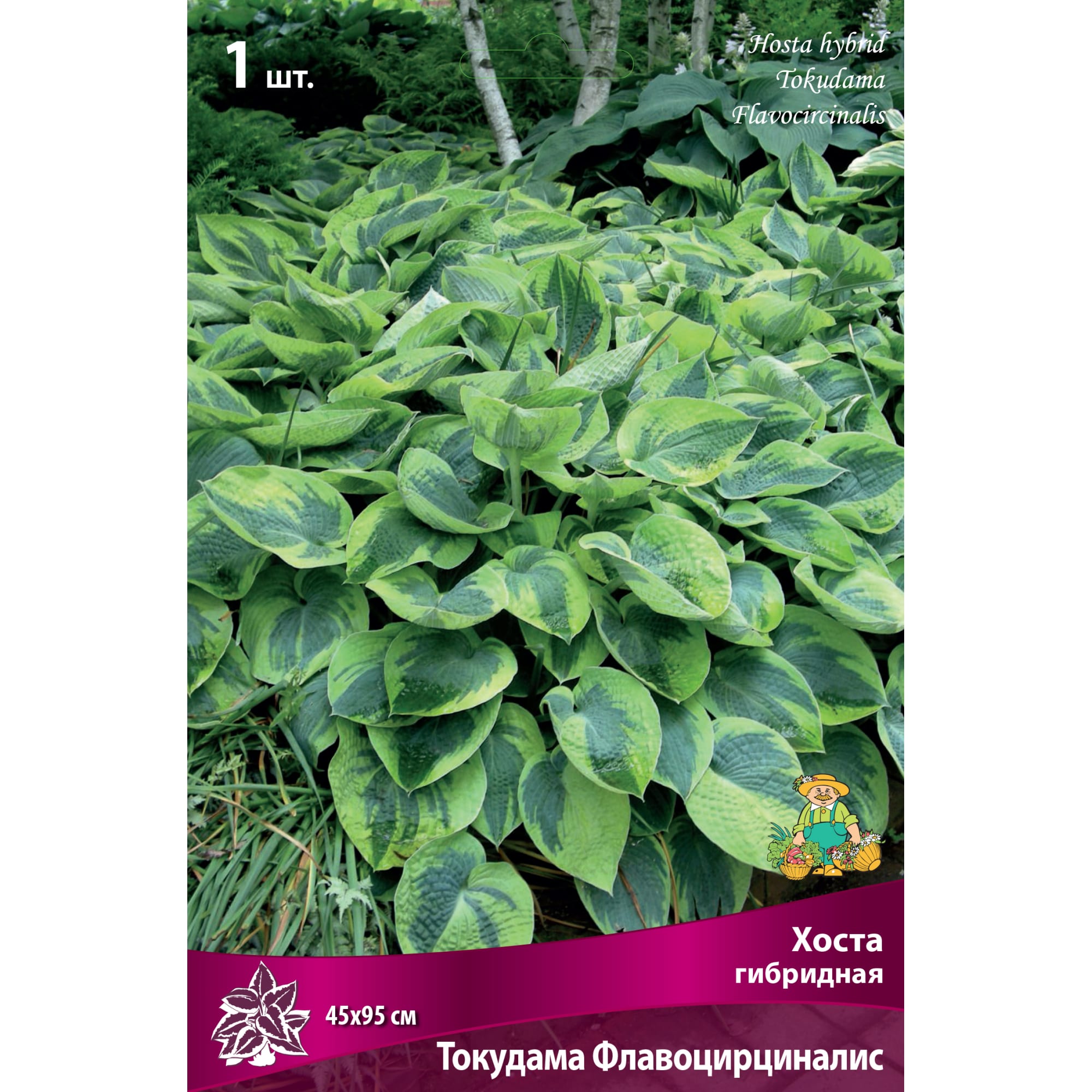 82118743 Хоста гибридная «Токудама Флавоцирциналис», 1 шт Santreyd 