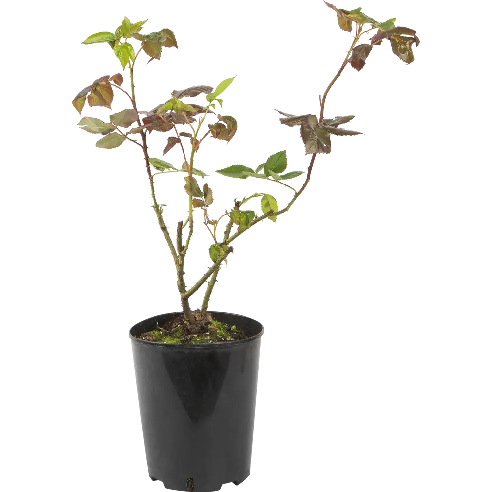 Роза чайно-гибридная «Ред Интуишин» красная 19x55 см 82625081 PLANTMARKET STLM-1574368 - Вид №2