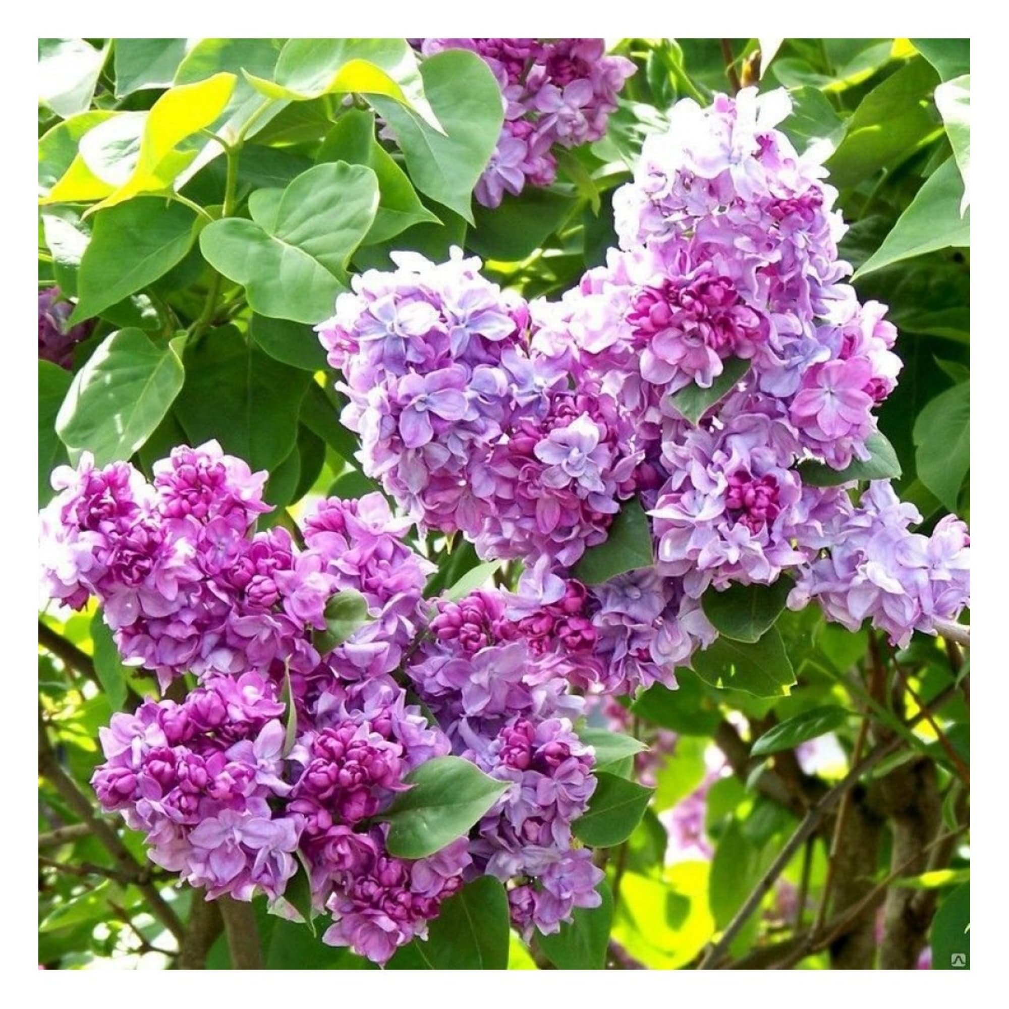 82594916 Сирень «Катерина Хавемейер» 15x30 см Santreyd 