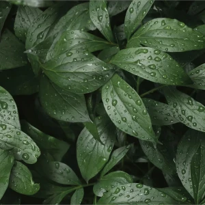 Стеновая панель Botanical Gar 120x0.4x60 см алюминий цвет зеленый