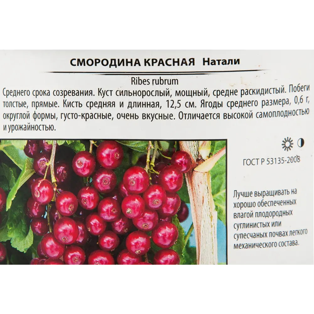 Смородина красная «Натали» 17x30 см 82585437 STLM-2044378 Santreyd  - Вид №1