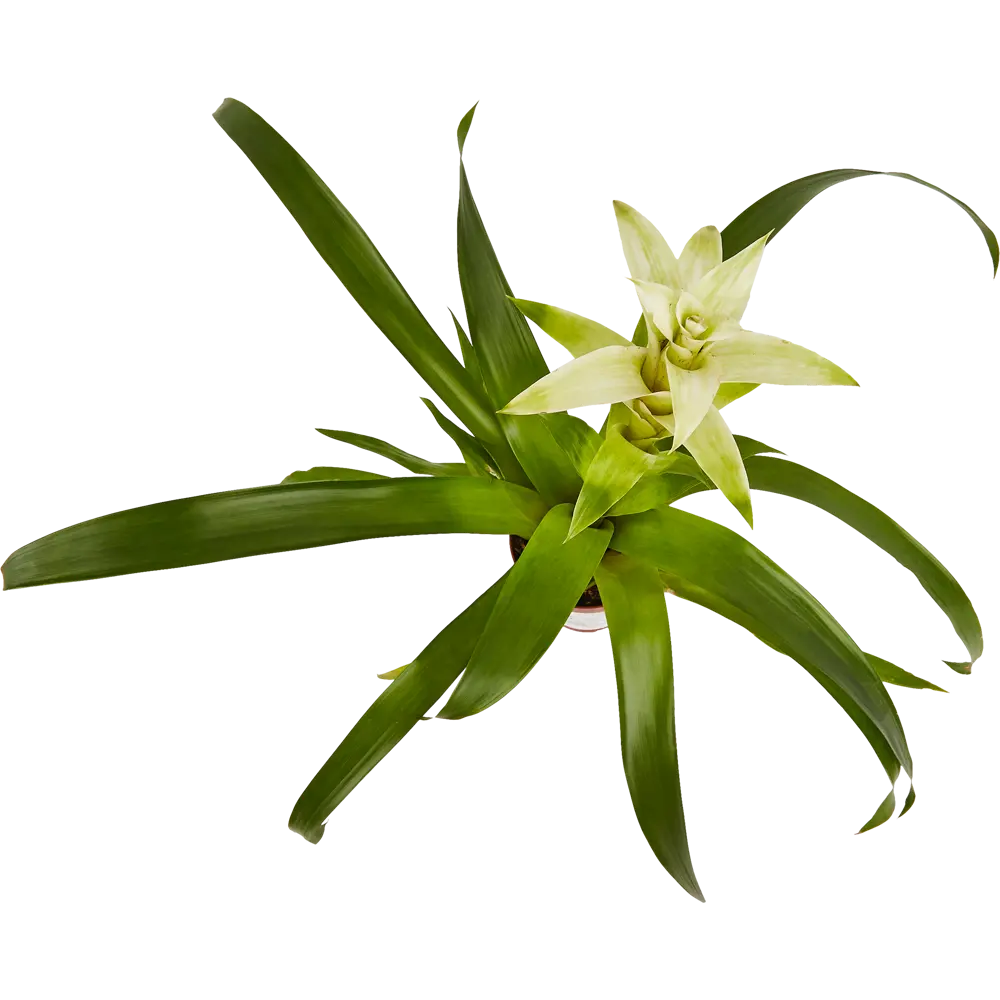 Santreyd Бромелия — экзотическое украшение интерьера 85324978 STLM-0061537 - Вид №3