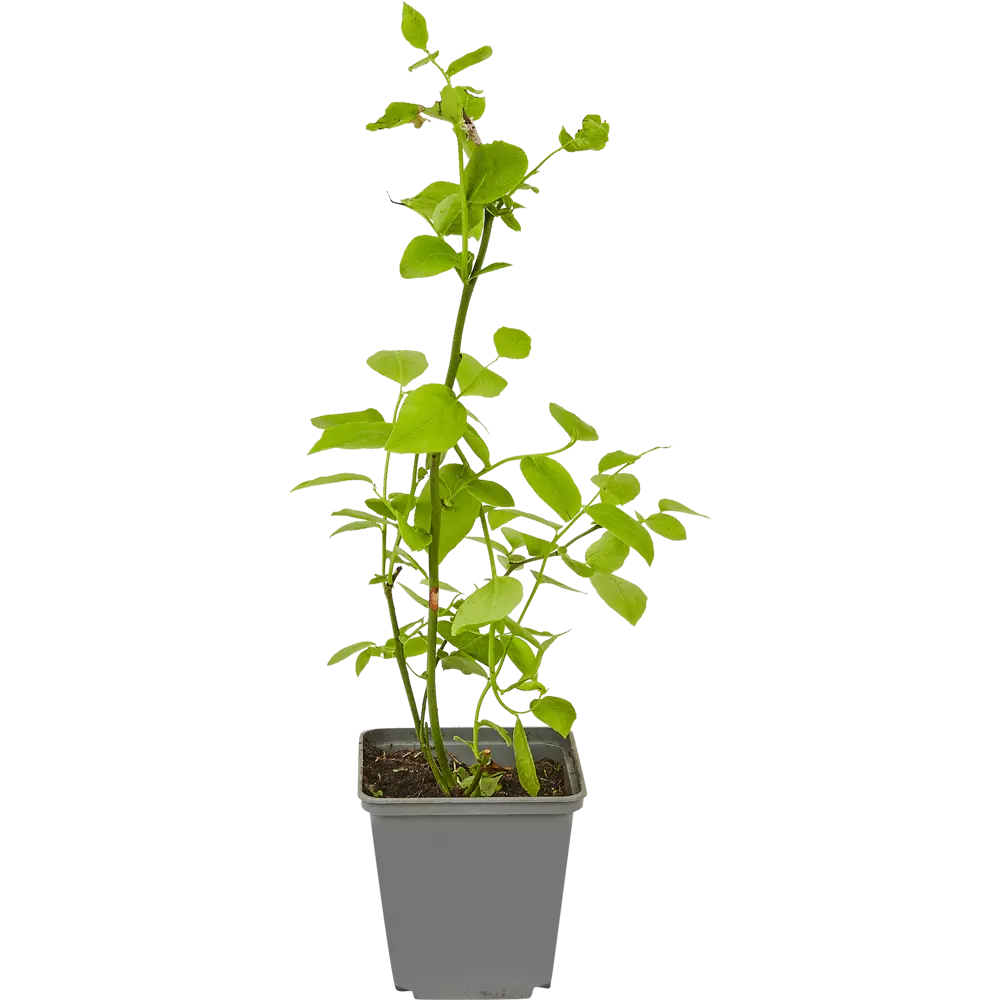 Голубика Элизабет ø10 h15 см 84834895 STLM-2184904 PLANTMARKET  - Вид №1
