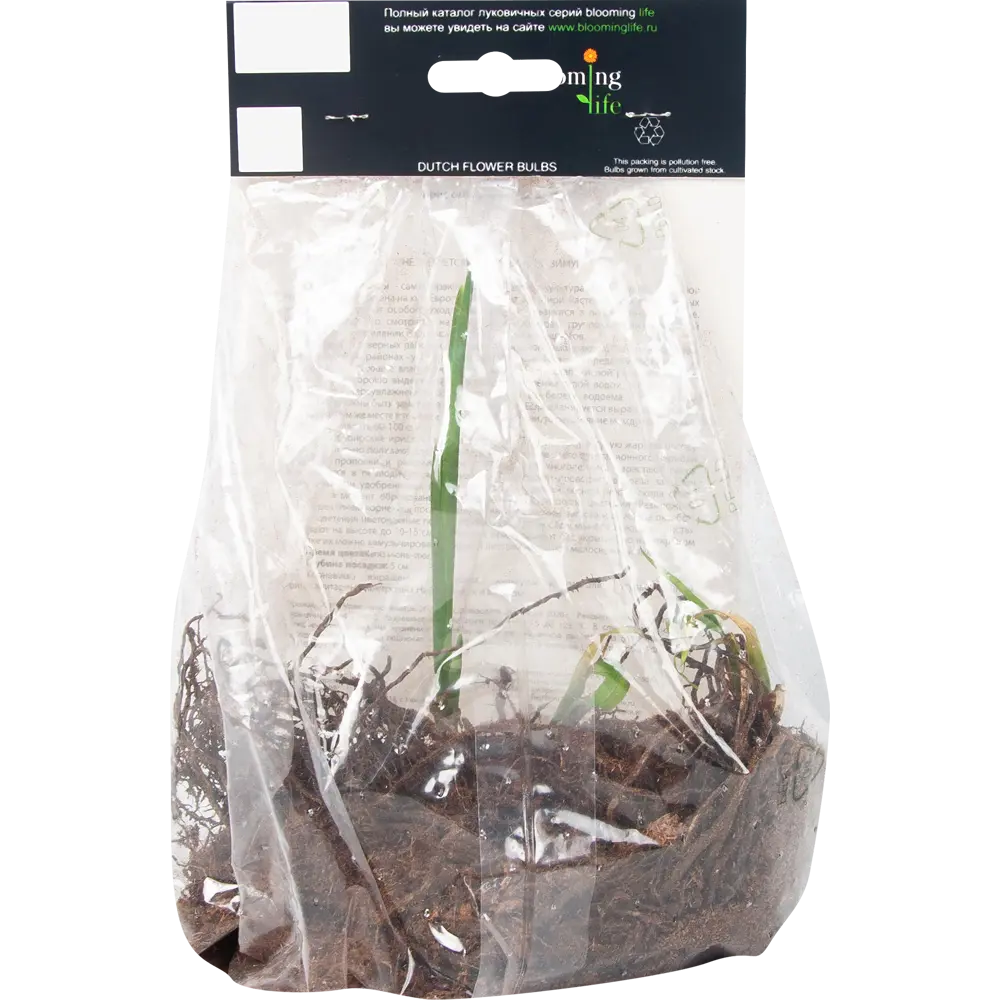 Ирис сибирский «Тил Вельвет» BLOOMING LIFE STLM-2175756 - Вид №2
