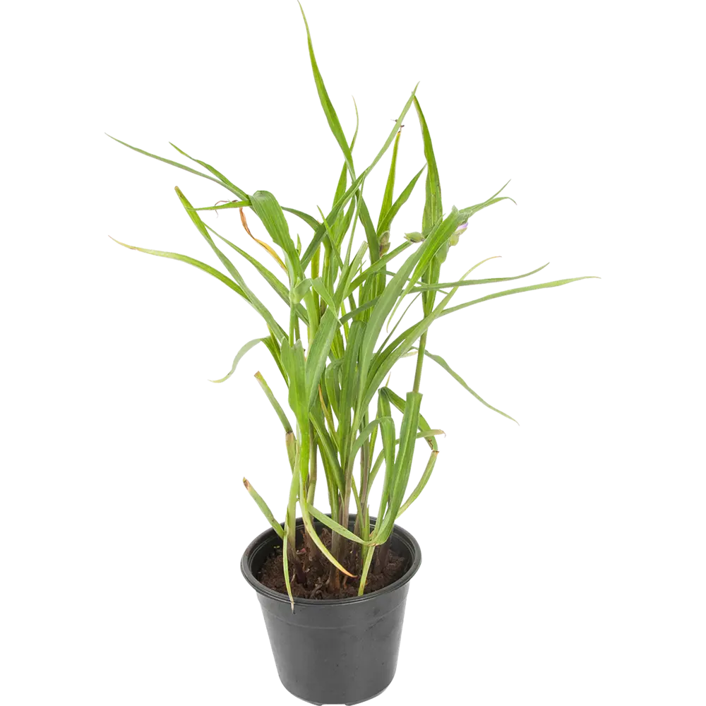 Традесканция «Конкорд Грейп» 14x40 см PLANTMARKET STLM-2114862
