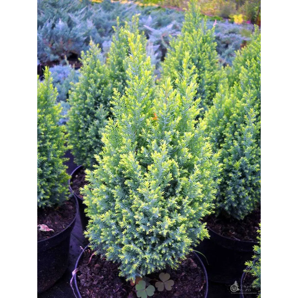 Кипарисовик Лавсона Элвудс Голд ø13 h20 - 30 см PLANTMARKET STLM-2113908