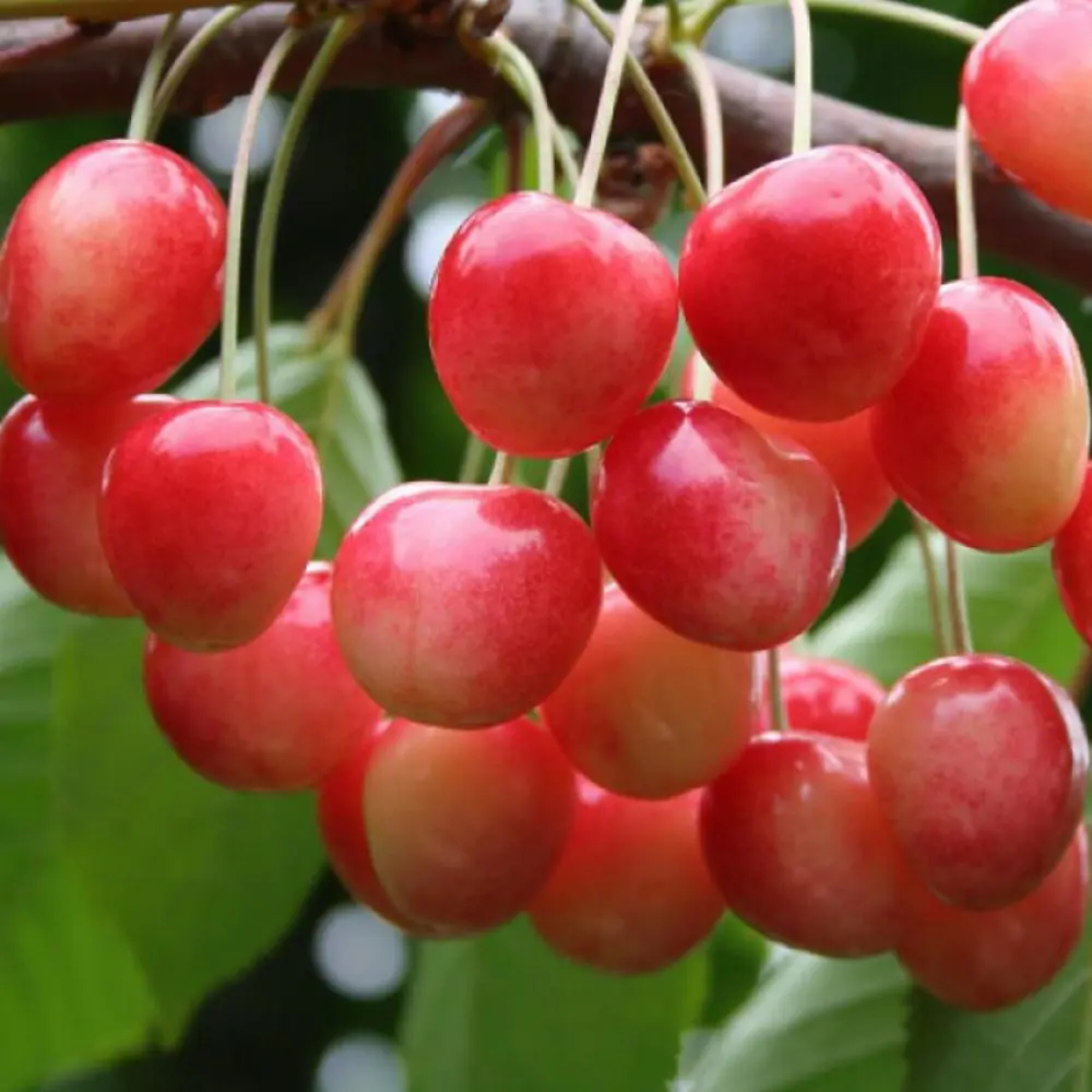 Черешня Медуница пакет 89465414 STLM-2036201 PLANTMARKET 