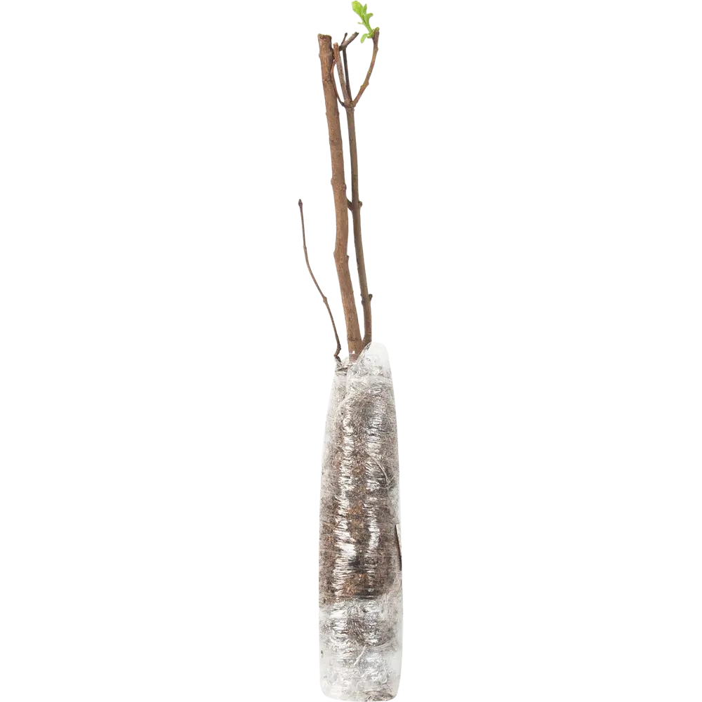 Сирень обыкновенная Сенсация в тубе BLOOMING LIFE STLM-2173184 - Вид №1