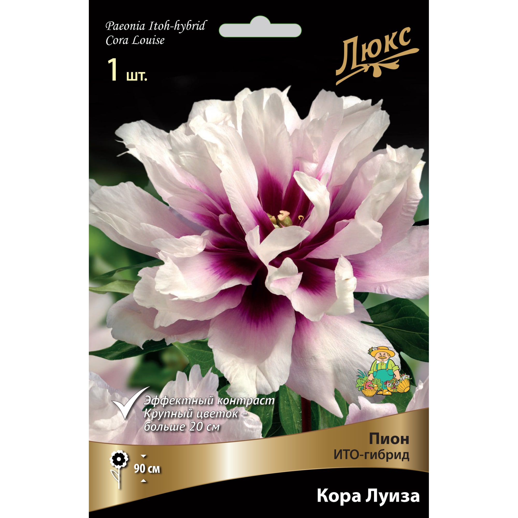 82661870 Пион ито-гибрид «Кора Луиза» разбор 2-3 Santreyd 