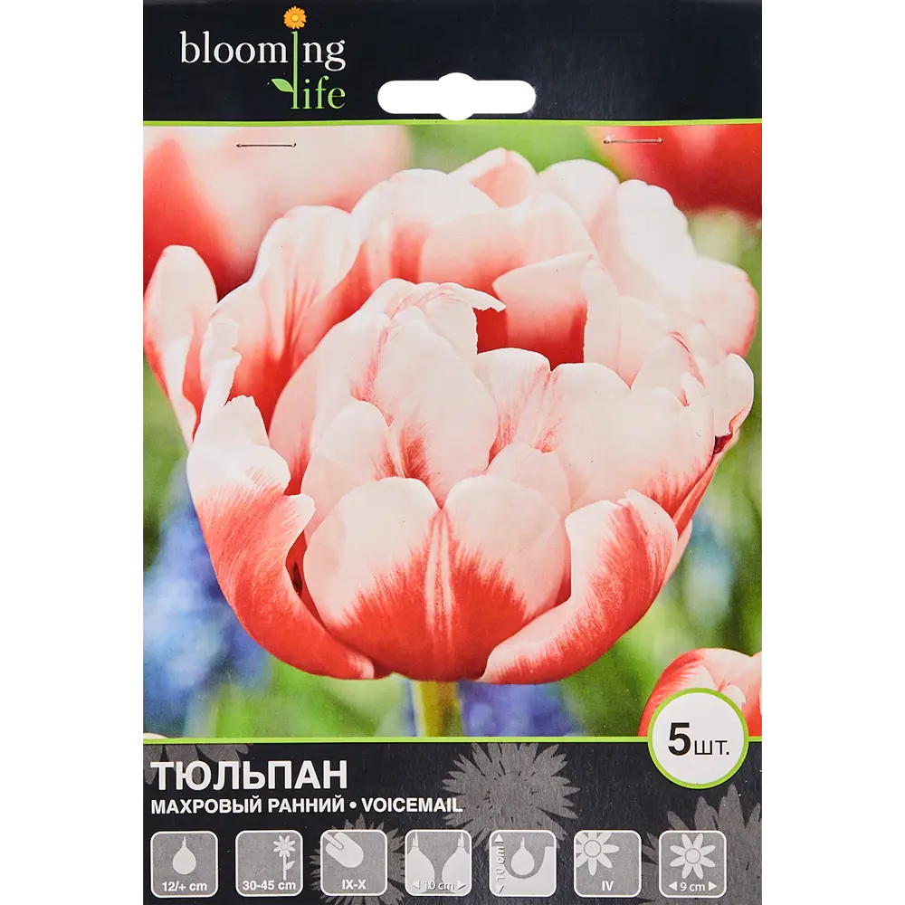 Тюльпан «Войсмейл» размер луковицы 12, 5 шт BLOOMING LIFE STLM-2165440