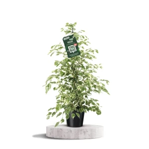 Фикус Бенжамина Твайлайт в горшке ø21 см, высота до 105 см 89434462