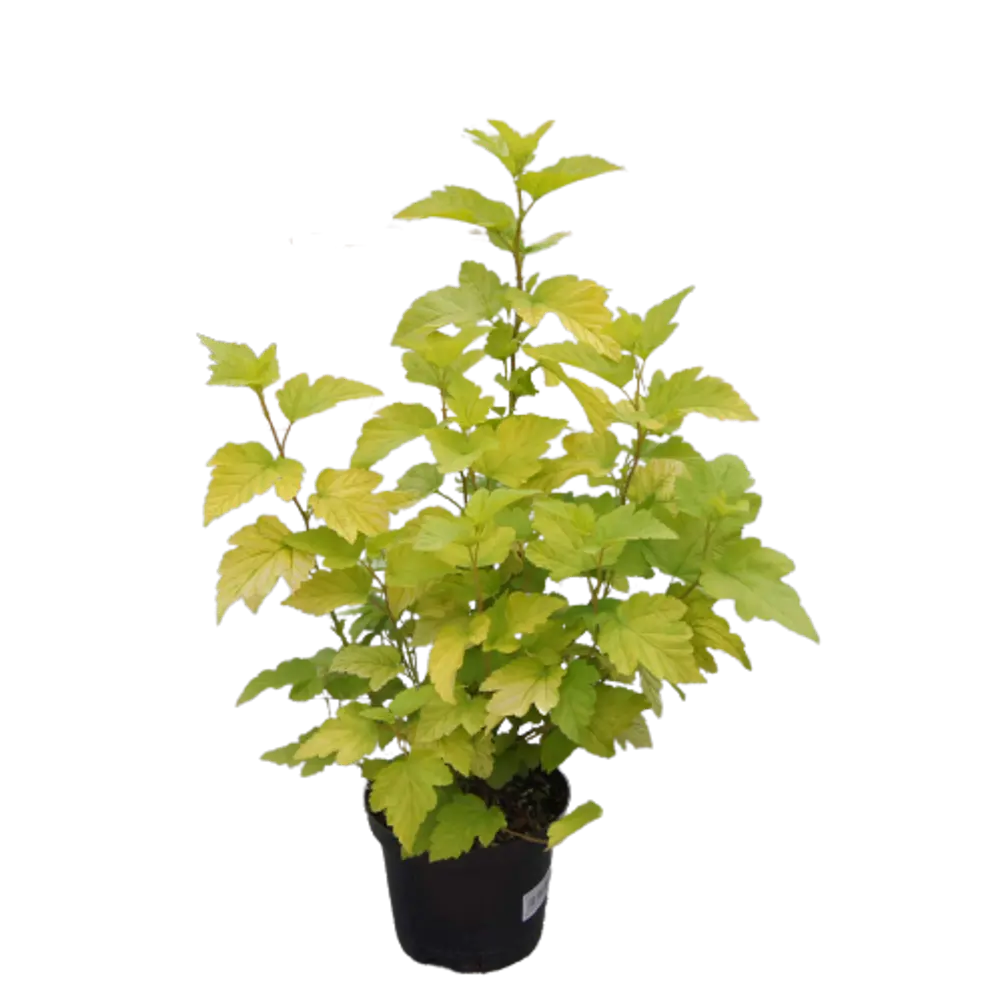 Пузыреплодник калинолистный Лютеус ø9 h15 см PLANTMARKET STLM-2053883