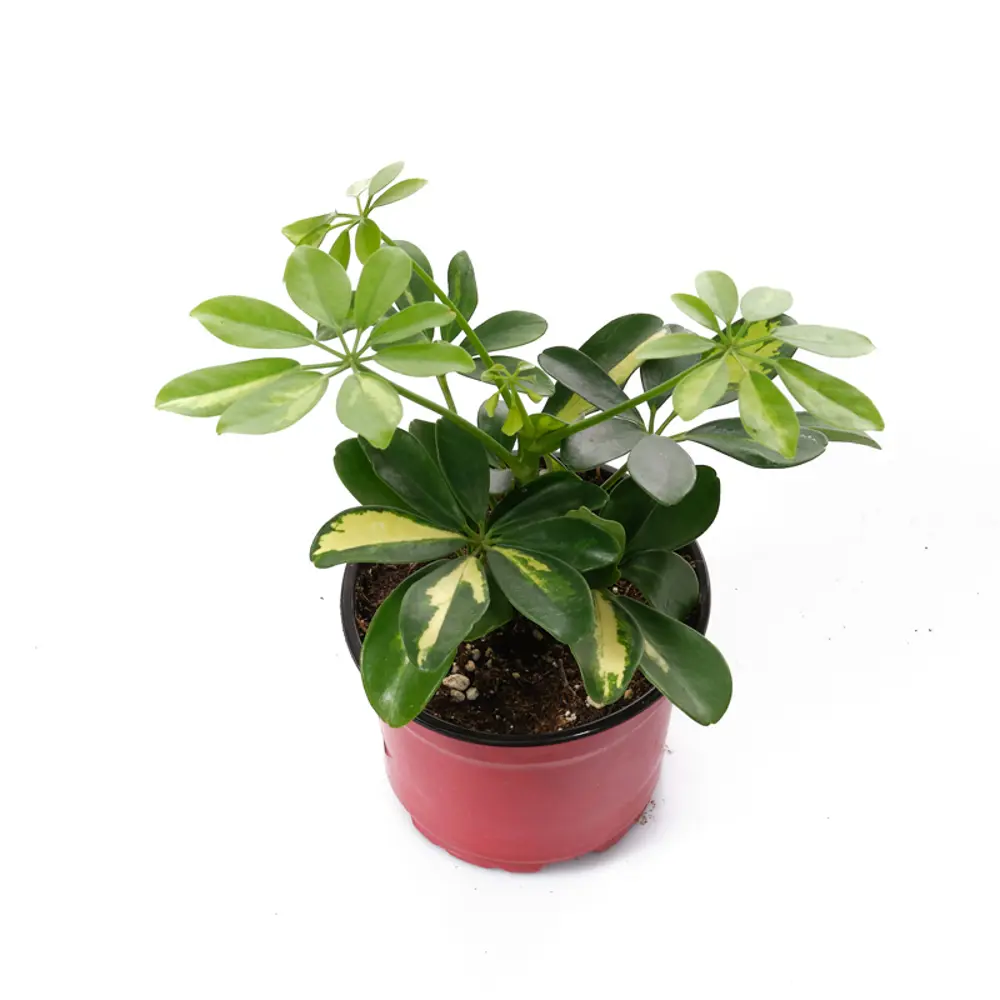 Шеффлера Голд Капелла от Santreyd — вечнозеленое украшение интерьера 89338374 STLM-1486939