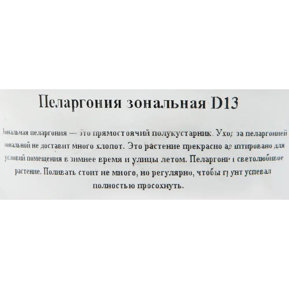 Пеларгония зональная d13 82560411 STLM-2045156 Santreyd  - Вид №2