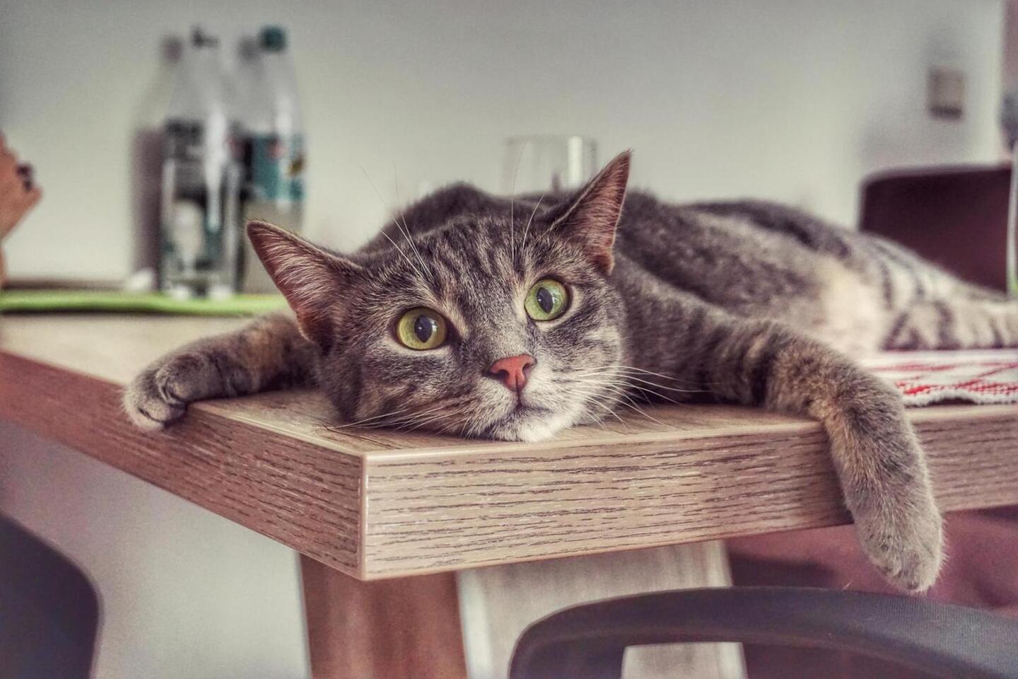 Как отучить кота лазить по столам?