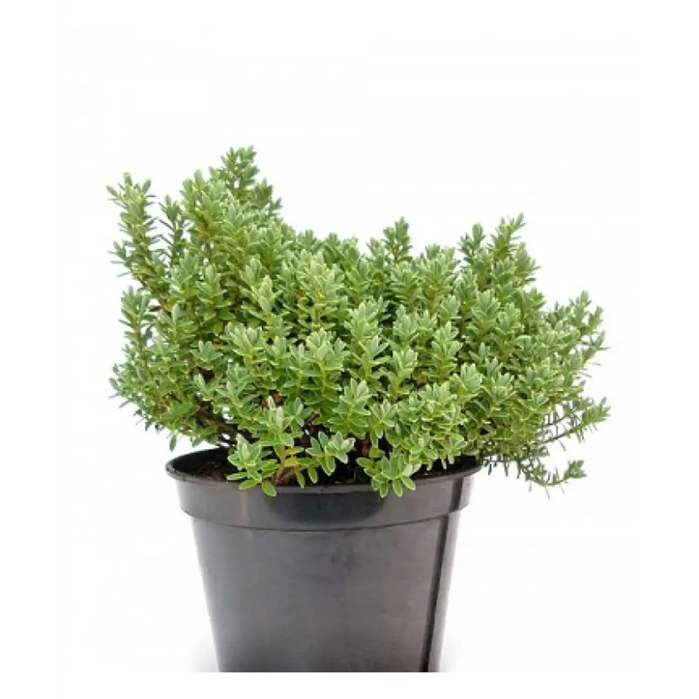 Хебе микс ø12 h15 см АГРОНИ STLM-2109446