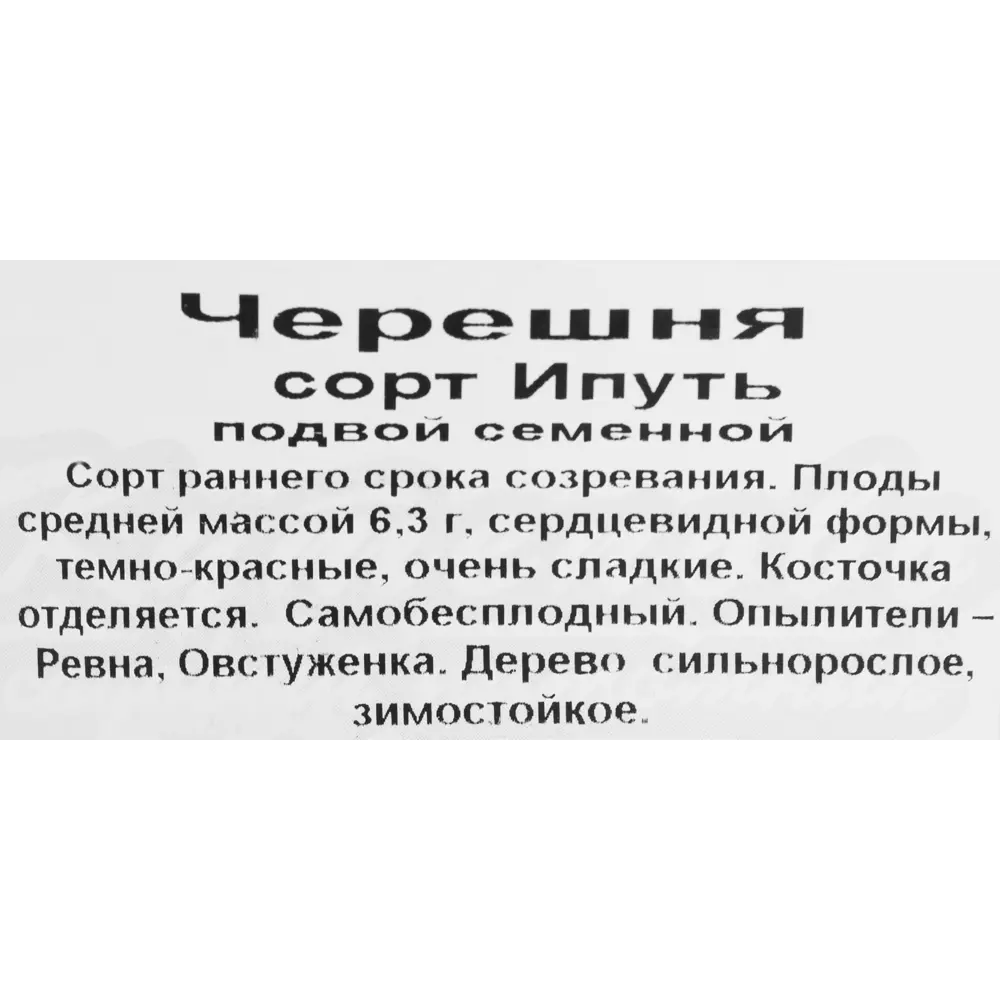 Черешня «Ипуть» C4 высота 140 см 82597146 STLM-2152141 Santreyd  - Вид №1