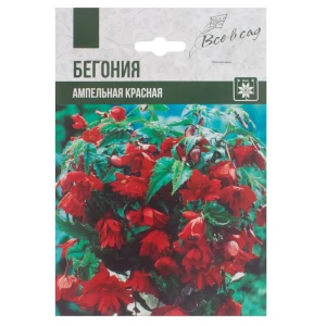 Бегония ампельная, цвет красный