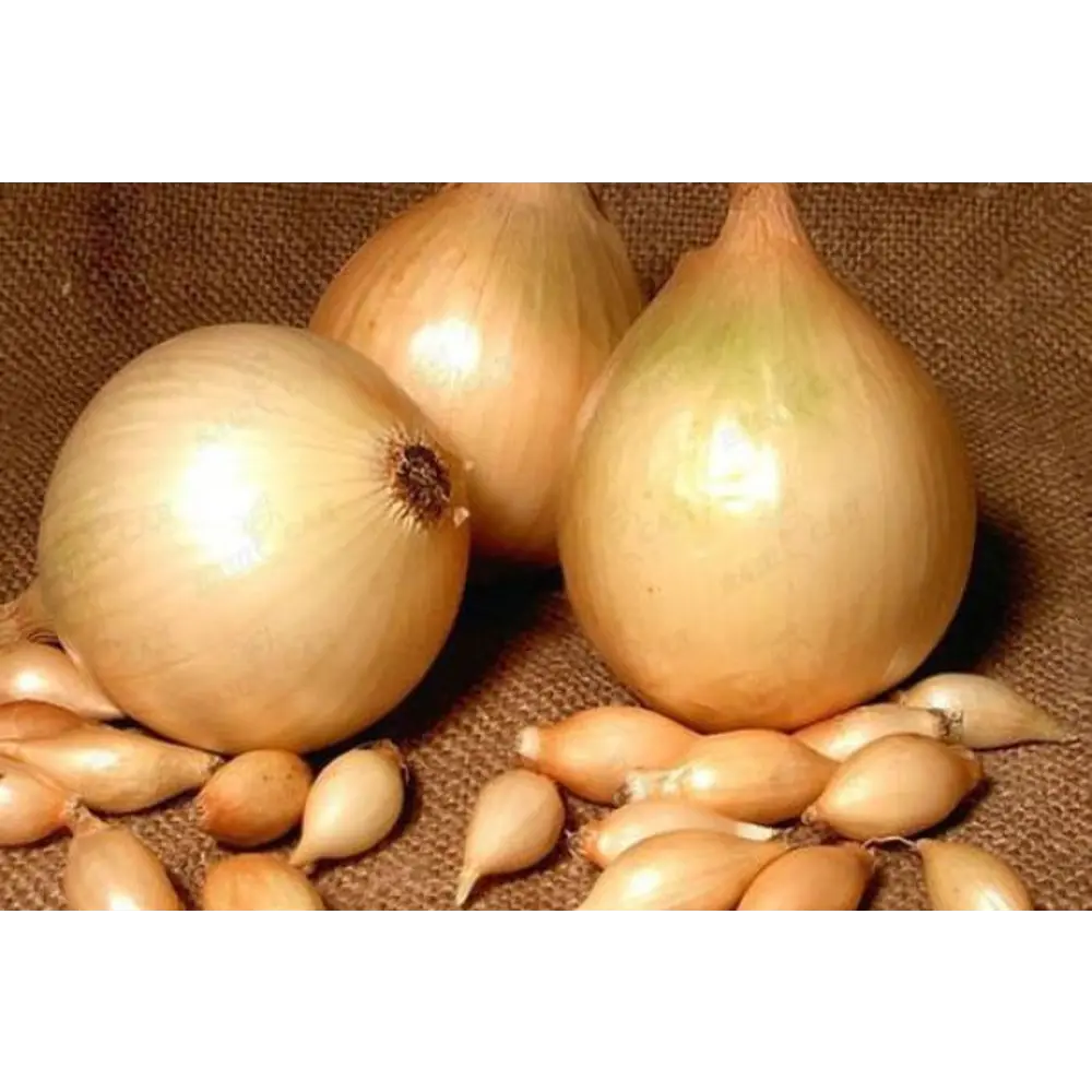 Лук-севок Сеттон луковицы 08/21, 1 кг Santreyd STLM-2057216