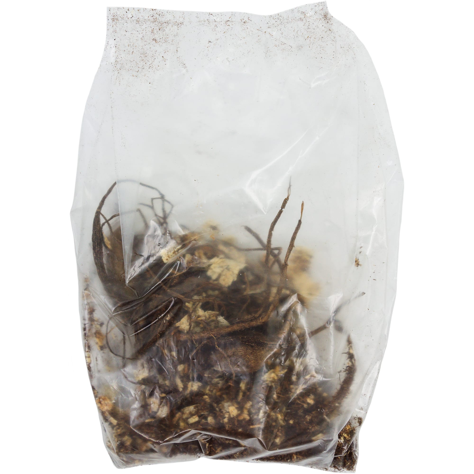 82118675 Георгины декоративные «Ориндж Наггет», 1 шт Santreyd  - Вид №1