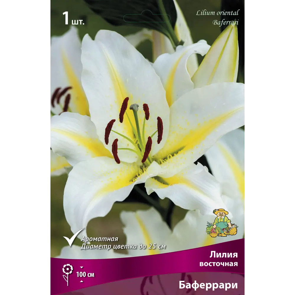 Лилия восточная Баферрари 14/16 89381250 STLM-2205879 ПОИСК 
