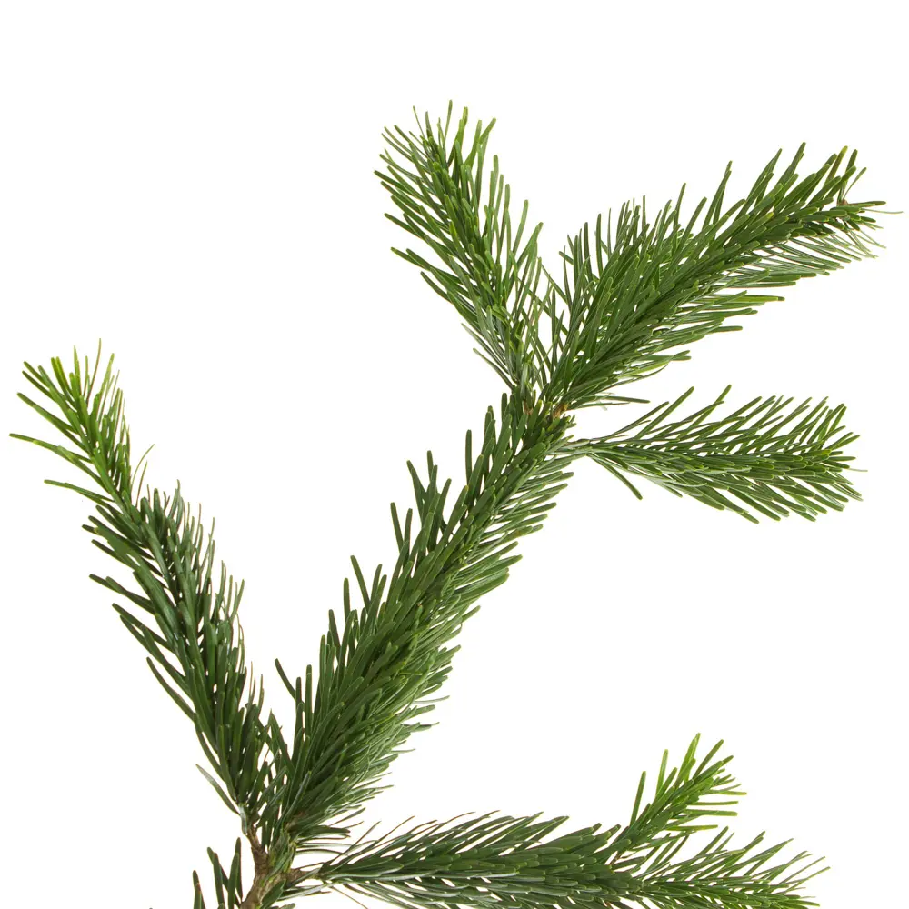 Лапник пихты «Нордмана», 100 см Santreyd STLM-2063393 - Вид №1