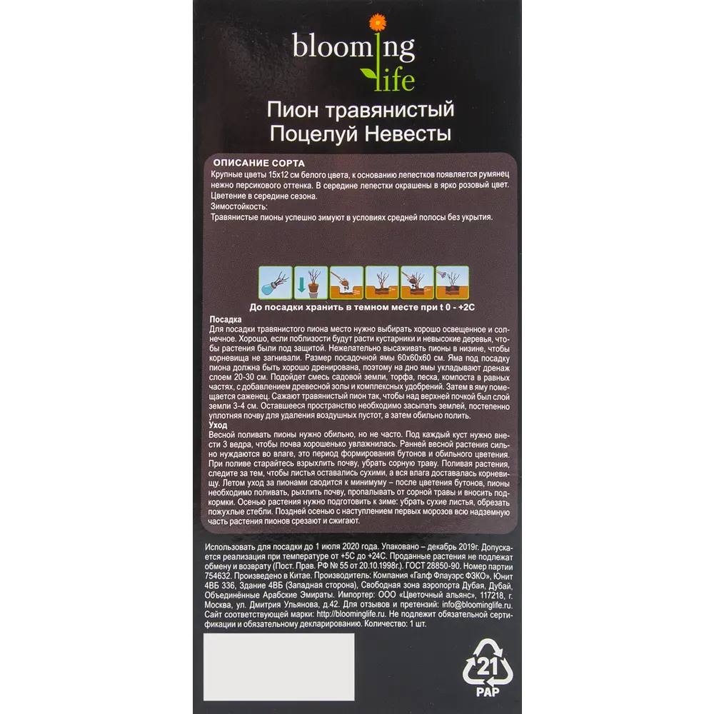 Пион травянистый Поцелуй невесты в тубе BLOOMING LIFE STLM-2189530 - Вид №2