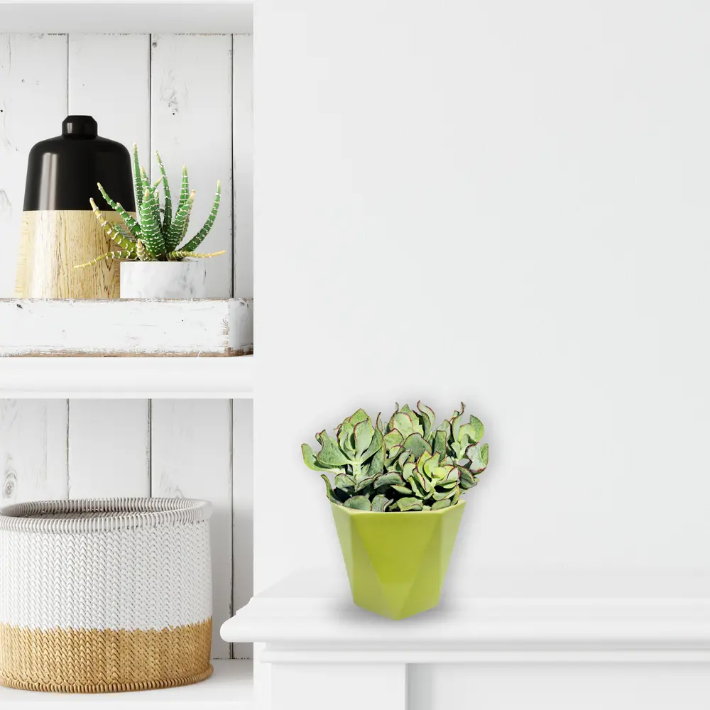 Santreyd Красула микс - живой талисман благополучия 13974189 STLM-0004093 - Вид №1