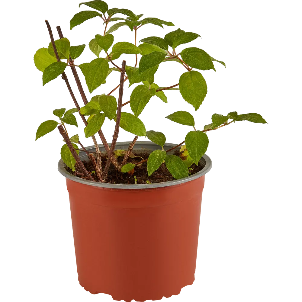 Гортензия Мэджикал Мунлайт от Santreyd - саженец с лунным сиянием 82219511 STLM-0022209