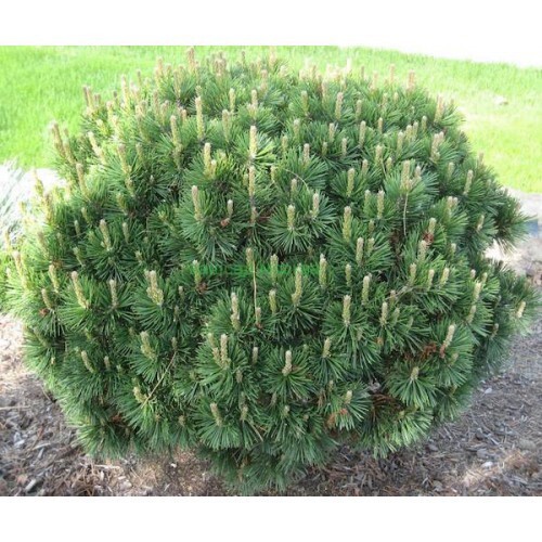 Сосна горная Мугус Santreyd - карликовый хвойный кустарник для сада 87718664 STLM-0075335